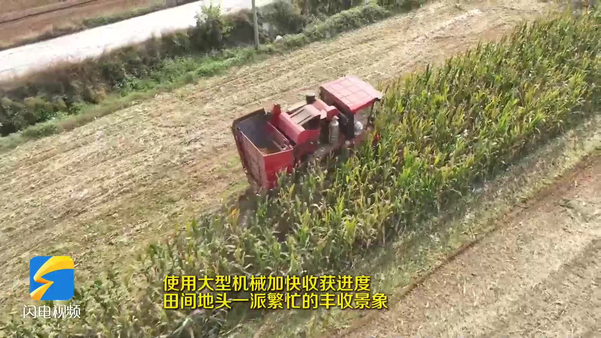 田间好“丰”景 枣庄高新区玉米采收忙