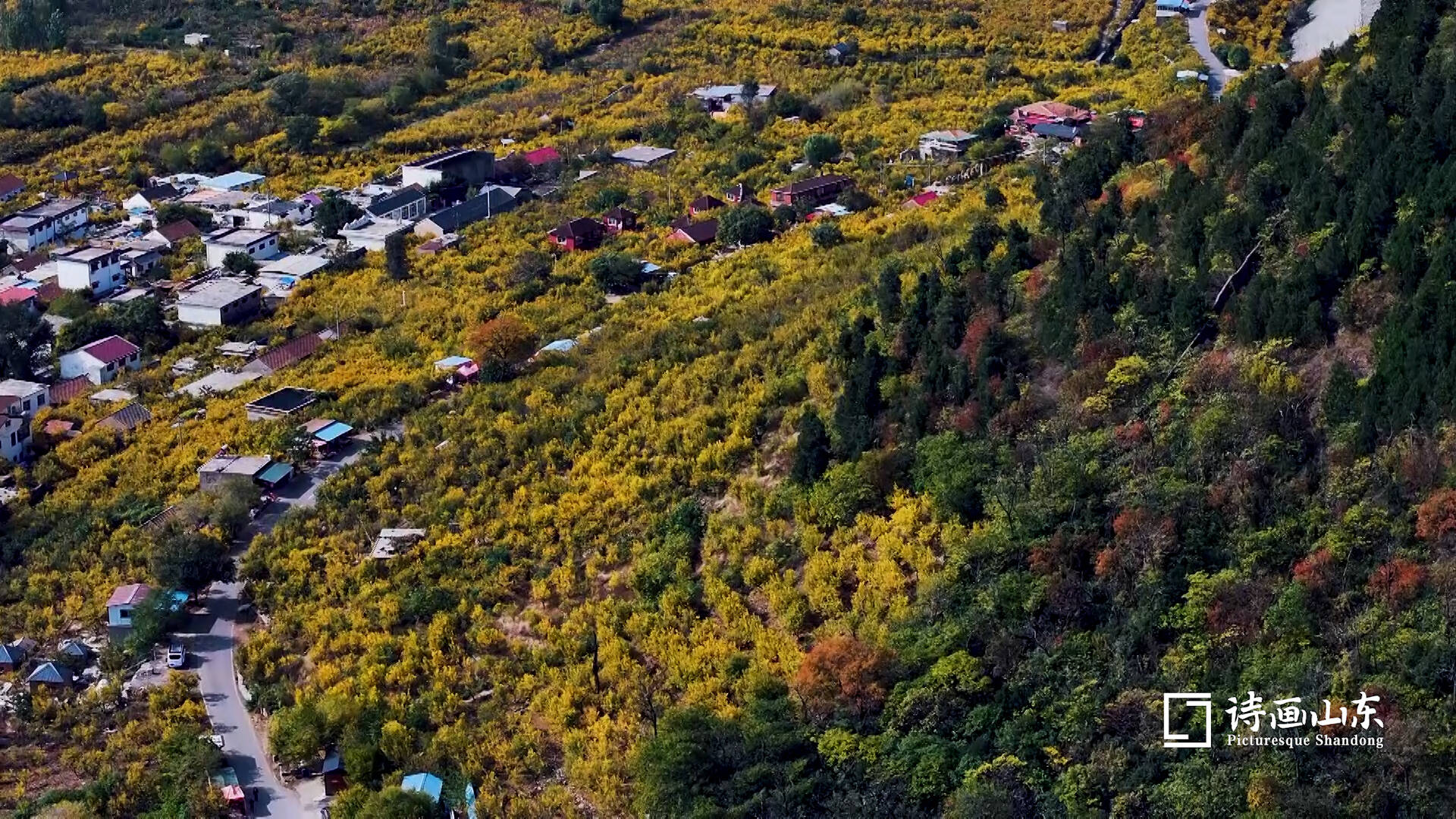 诗画山东｜漫山金黄惹人“醉” 枣庄冠世榴园万亩石榴树换新装