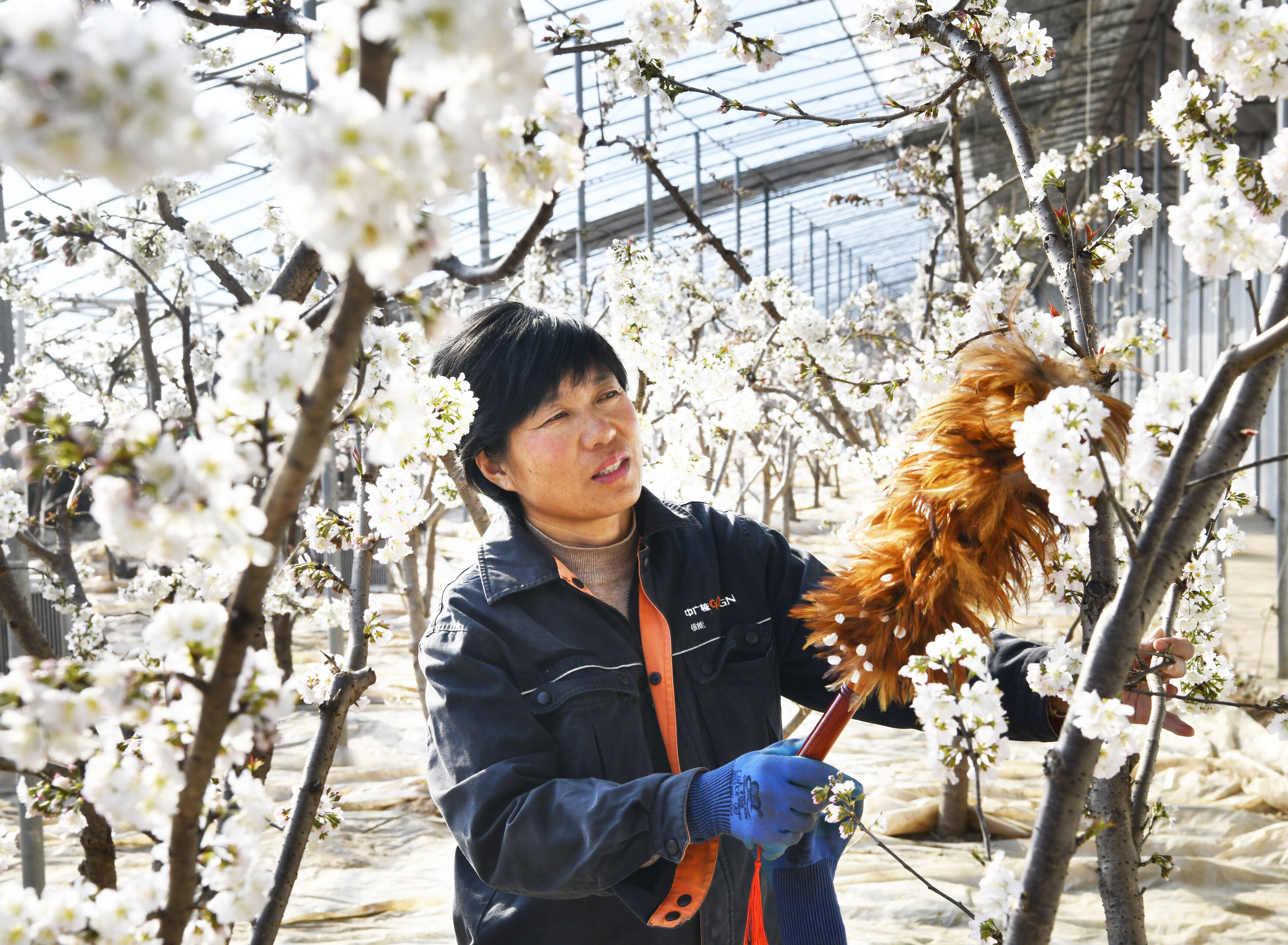 组图丨枣庄：大棚樱桃花盛开 果农花期养护忙